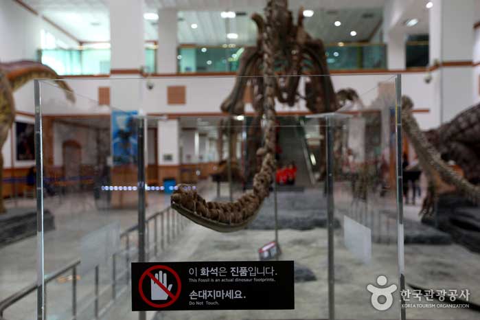 Echter versteinerter Mamenkisaurus aus Sichuan, China - Goseong-Pistole, Gyeongnam, Korea (https://codecorea.github.io)
