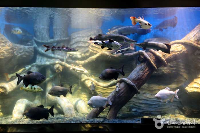 Aquarium de poissons d'eau douce d'Amazon - Danyang-gun, Chungbuk, Corée (https://codecorea.github.io)