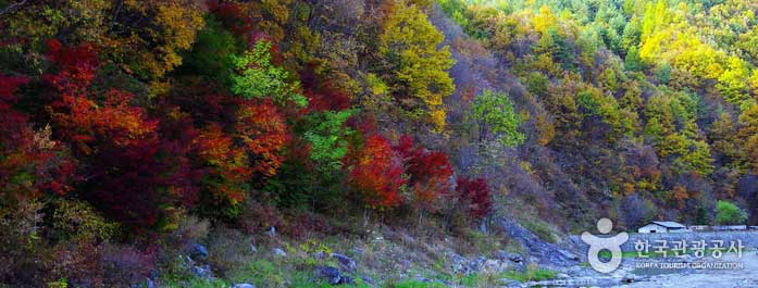 Hojas de otoño en Cheoram Stream, Cheoram Maple Colony, Guseongso, Observatorio Yeonhwasan - Taebaek-si, Gangwon-do, Corea