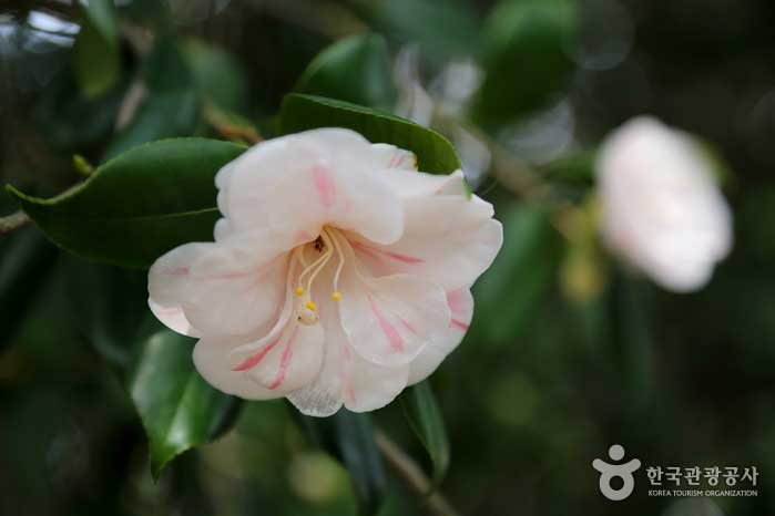 Camellia flower with multicolored and shape - Haeundae-gu, Busan, South Korea (https://codecorea.github.io)