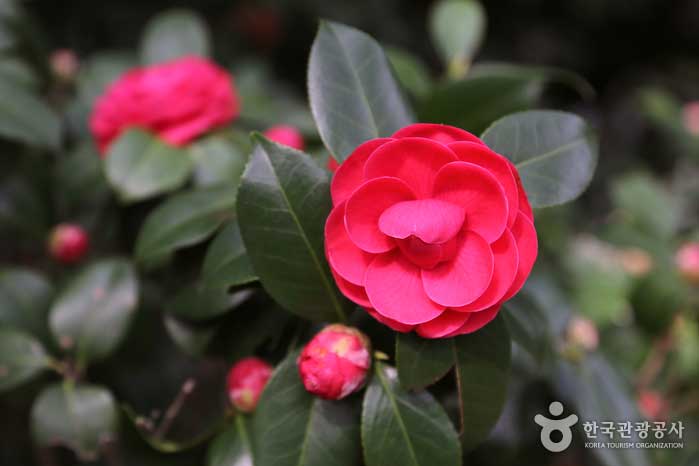 Camellia flower with multicolored and shape - Haeundae-gu, Busan, South Korea (https://codecorea.github.io)