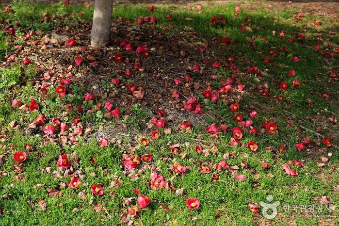 The appearance of a fallen camellia - Haeundae-gu, Busan, South Korea (https://codecorea.github.io)