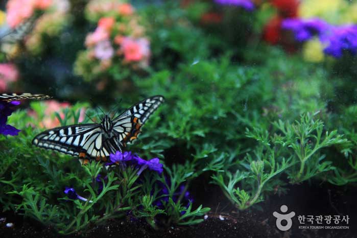 "Navi, Schmetterling, flieg hierher!" Hampyeong Schmetterlingsfest - Hampyeong-gun, Jeonnam, Korea