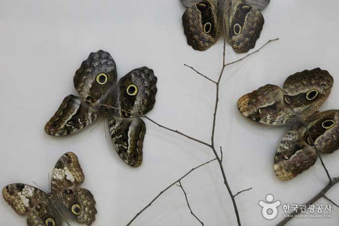 Сова бабочка с глазами совы - Hampyeong-gun, Чоннам, Корея (https://codecorea.github.io)