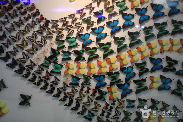 La mariposa Morpho cuenta con hermosos colores. - Hampyeong-gun, Jeonnam, Corea (https://codecorea.github.io)
