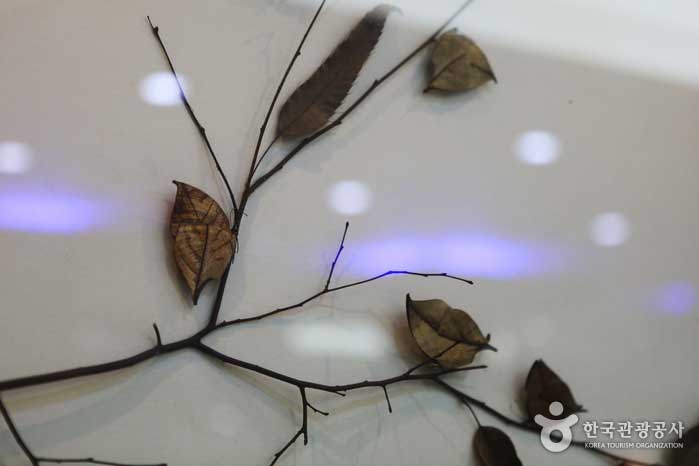 Papillon feuille qui ressemble à une feuille - Hampyeong-gun, Jeonnam, Corée (https://codecorea.github.io)