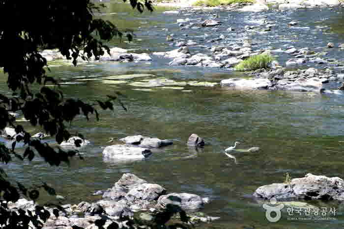 Aves migratorias que vuelan sobre el río Seomjin - Gokseong-gun, Jeollanam-do, Corea (https://codecorea.github.io)