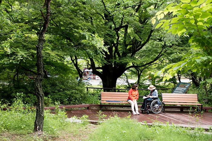 ipopツリーの前にある車椅子でアクセス可能な広い間隔のベンチ - 韓国全羅北道高昌郡 (https://codecorea.github.io)