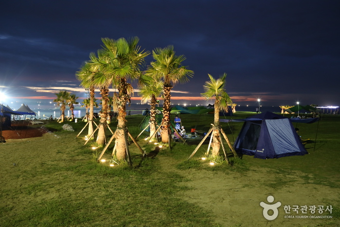 Die Zelte unter einer Palme - Jeju City, Jeju, Korea (https://codecorea.github.io)