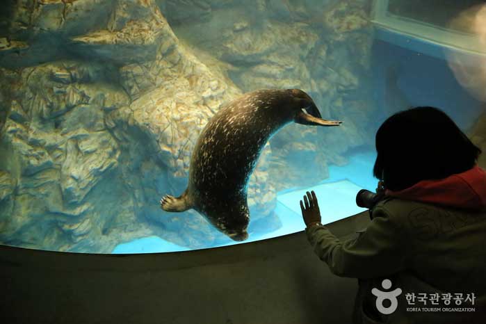 Aqua Planet verfügt über das größte Aquarium im Osten - Seogwipo, Jeju, Korea (https://codecorea.github.io)
