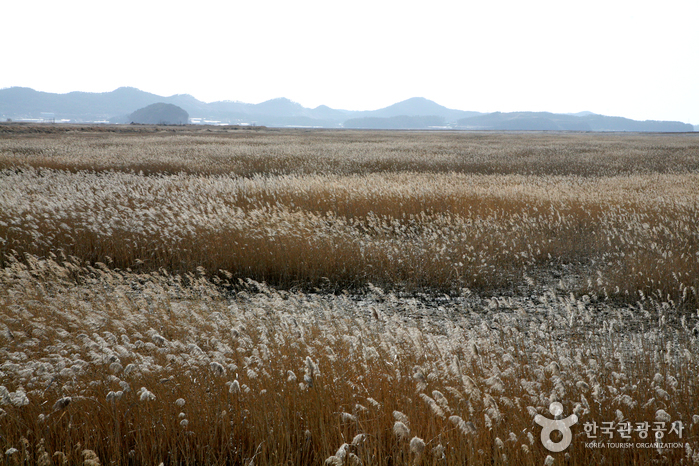 The reed field is becoming a regular location - Hwaseong-si, Gyeonggi-do, Korea (https://codecorea.github.io)