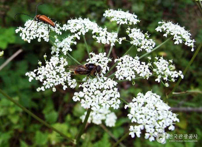 Los insectos se juntan en las flores que florecen en Hwajeolryeong-gil - Jeongseon-gun, Gangwon-do, Corea (https://codecorea.github.io)