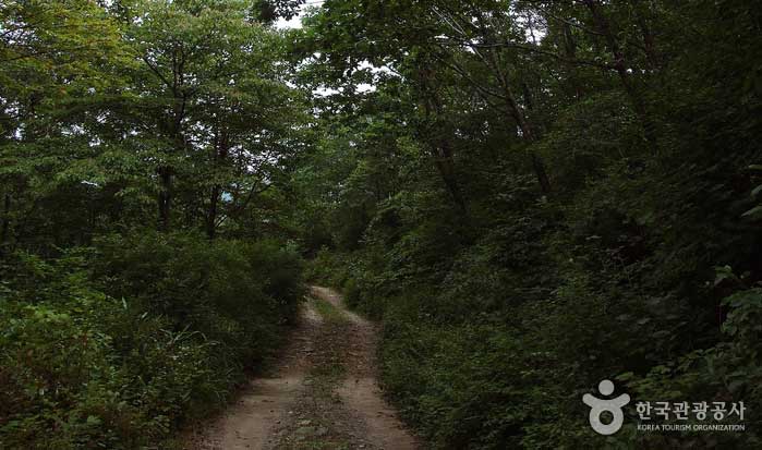 Le chemin forestier est bon pour marcher partout - Jeongseon-gun, Gangwon-do, Corée (https://codecorea.github.io)