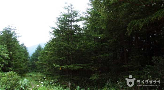 Лиственница толстая, а лес выглядит глубоким. - Jeongseon-gun, Канвондо, Корея (https://codecorea.github.io)