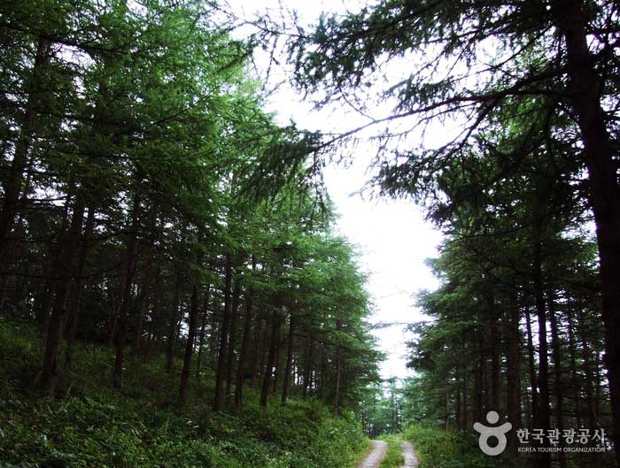 Лиственница раздел экзотических пейзажей - Jeongseon-gun, Канвондо, Корея (https://codecorea.github.io)