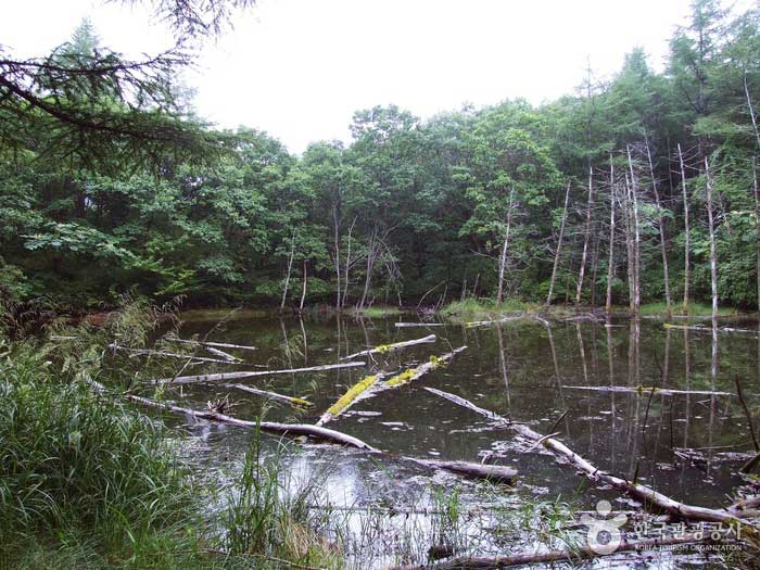 Salamander pond caused by subsidence of coal mines in the 1970s - Jeongseon-gun, Gangwon-do, Korea (https://codecorea.github.io)
