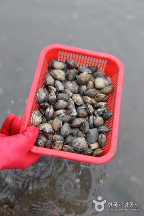 Закаленные моллюски - Seosan, Chungnam, Южная Корея (https://codecorea.github.io)