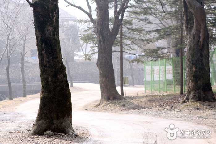 Am Eingang des Generalmajors bilden alte Bäume einen gemütlichen Pfad - Pocheon, Gyeonggi-do, Korea (https://codecorea.github.io)