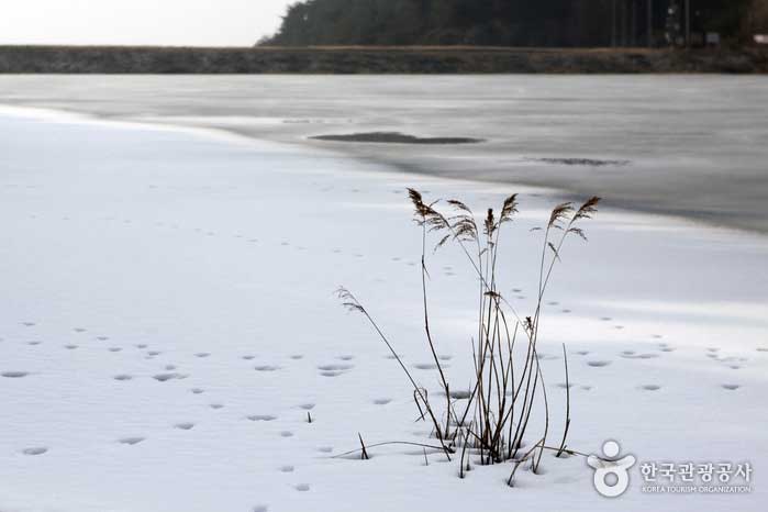 Jangam Reservoir near Spring - Pocheon, Gyeonggi-do, Korea (https://codecorea.github.io)