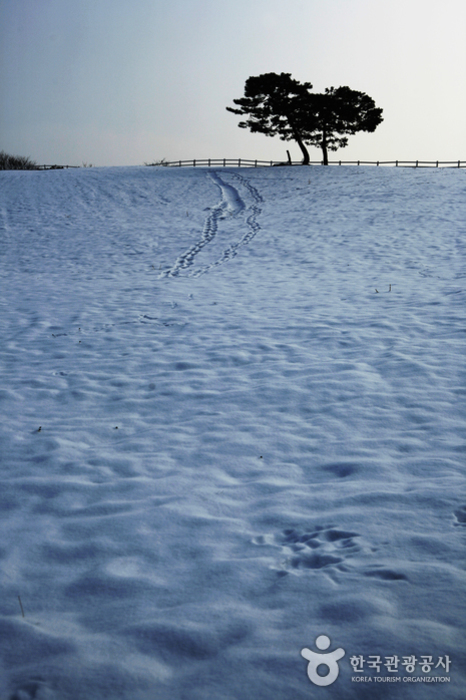 Снежная сцена ранчо Вонданг - Коян-си, Кёнгидо, Корея (https://codecorea.github.io)
