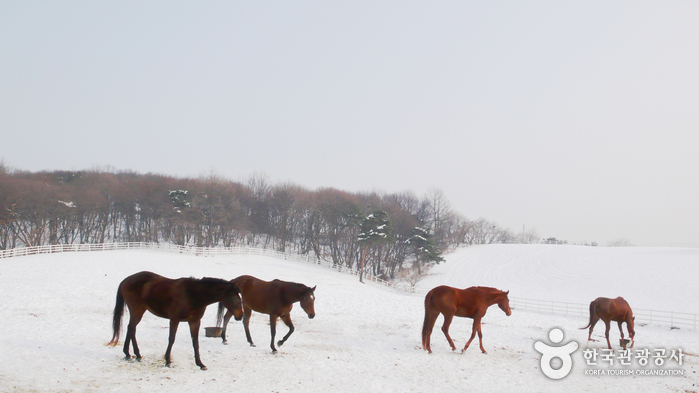 Auf dem weißen Schneefeld die Welt der Pferde, 'Goyang Wondang Ranch' - Goyang-si, Gyeonggi-do, Korea