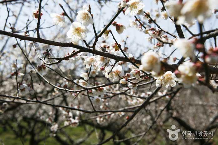 Flores de ciruela blanca Baehae Farm - Haenam-gun, Jeollanam-do, Corea (https://codecorea.github.io)