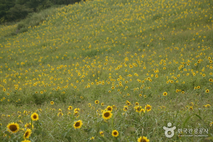 Sonnenblumen mit großen Feldern gefüllt - Taebaek-si, Gangwon-do, Korea (https://codecorea.github.io)