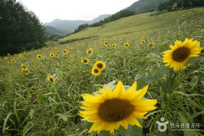 Sonnenblumen auf dem Grat - Taebaek-si, Gangwon-do, Korea (https://codecorea.github.io)