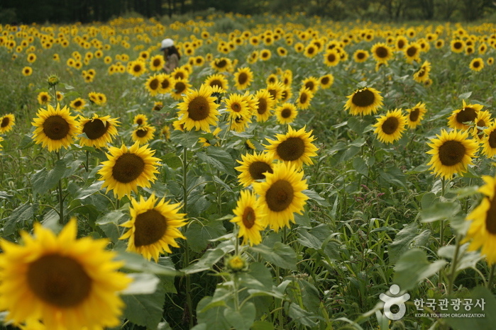 Sunflower in full bloom - Taebaek-si, Gangwon-do, Korea (https://codecorea.github.io)