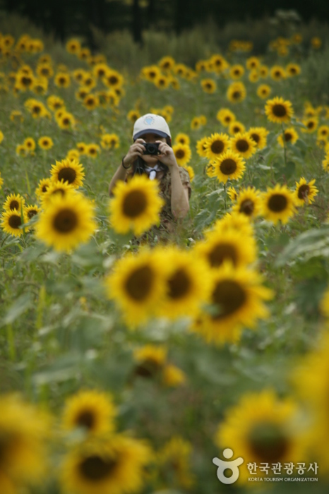 Photo shoot in flower field - Taebaek-si, Gangwon-do, Korea (https://codecorea.github.io)