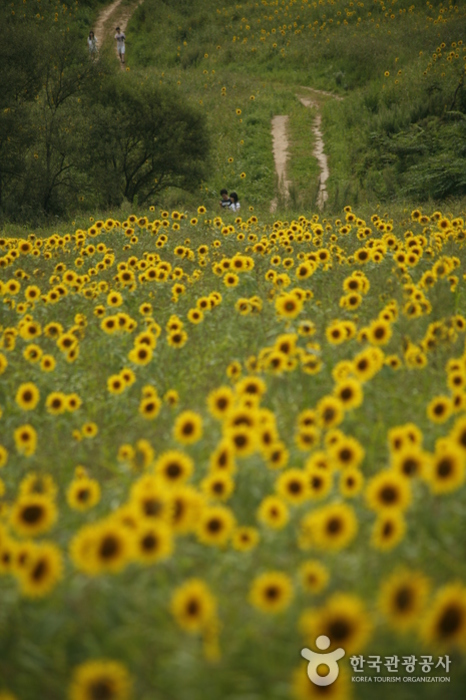 Lovers enjoying a date in the sunflower field - Taebaek-si, Gangwon-do, Korea (https://codecorea.github.io)