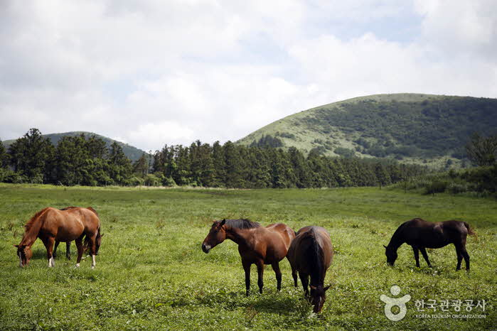 Caballos pastando en el campo por el camino al rancho - Ciudad de Jeju, Jeju, Corea (https://codecorea.github.io)