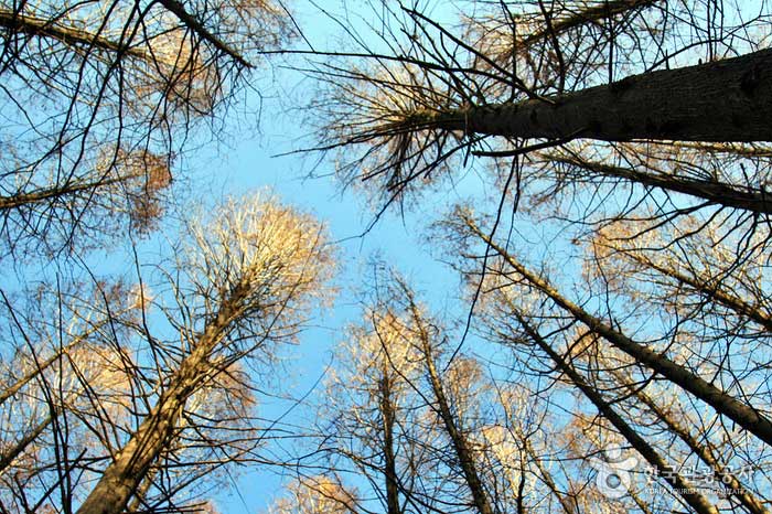 Лесной и метасеквойя Янцзяэ в парке культуры и искусства - Сечо-гу, Сеул, Корея (https://codecorea.github.io)