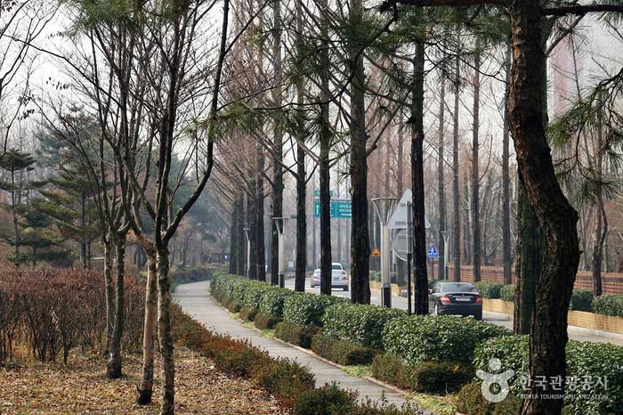Metasequoia Road comienza en el puente Yeongdong 6 cerca de la estación Hakyeooul - Seocho-gu, Seúl, Corea (https://codecorea.github.io)