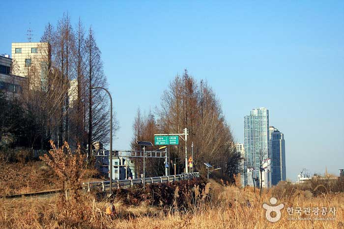 Metasequoia und Wolkenkratzer in Garosu-Gil - Seocho-gu, Seoul, Korea (https://codecorea.github.io)