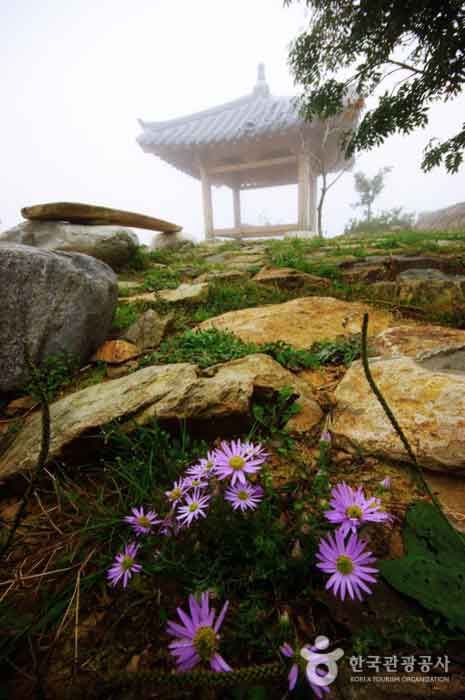 Eine kleine Blume in der Lücke zwischen den Steinen unter dem Jochpavillon - Gangneung-si, Gangwon-do, Korea (https://codecorea.github.io)