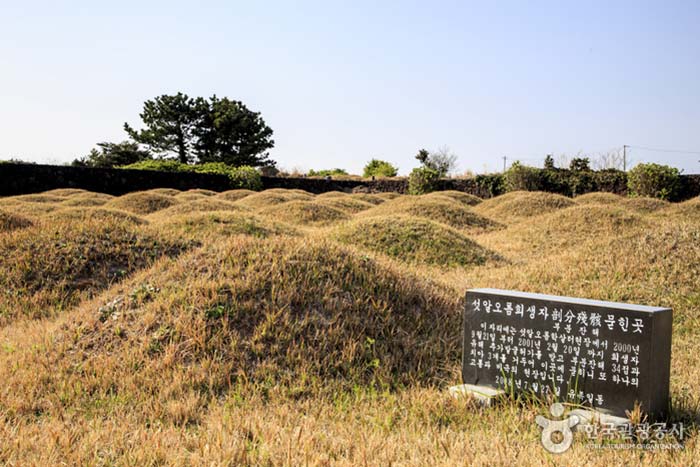 Die Opfer sattelten auf einem Friedhof - Jeju City, Jeju, Korea (https://codecorea.github.io)