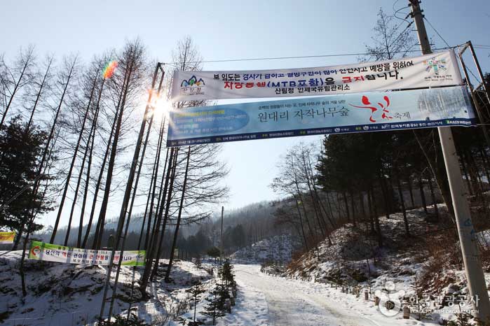 Путь в Вондайский березовый лес - Инье-гун, Канвондо, Корея (https://codecorea.github.io)