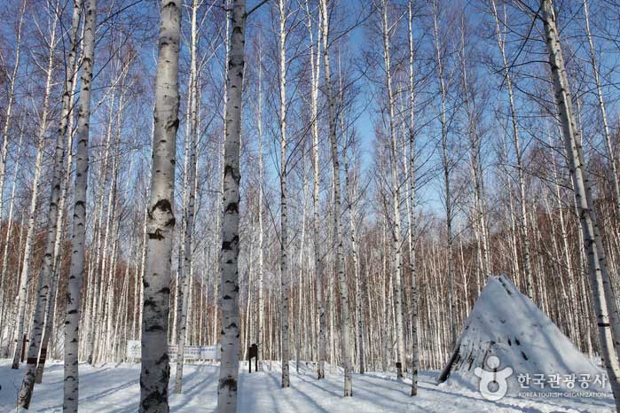Birch forest called 'the queen of the forest' - Inje-gun, Gangwon-do, Korea (https://codecorea.github.io)
