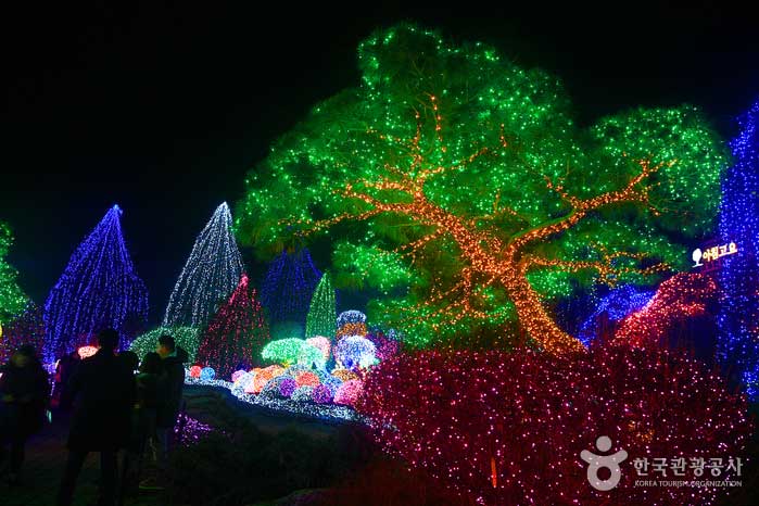 Kiefern mit Lichtern in Form von Bäumen - Gapyeong-gun, Südkorea (https://codecorea.github.io)