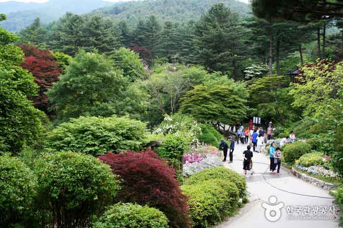 Das Herbstlicht begann im morgendlichen ruhigen Arboretum zu kribbeln - Chuncheon, Gangwon, Korea (https://codecorea.github.io)