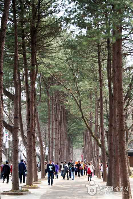 Nami Island Central Pine Tree Road - Chuncheon, Gangwon, Corée (https://codecorea.github.io)