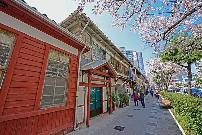 Jangok Street of Cherry Blossom Day - Changwon, Gyeongnam, South Korea (https://codecorea.github.io)