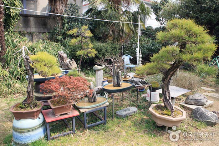 Jardin Seonhak Gomtang où vous pourrez apprécier le bonsaï et le chef - Changwon, Gyeongnam, Corée du Sud (https://codecorea.github.io)