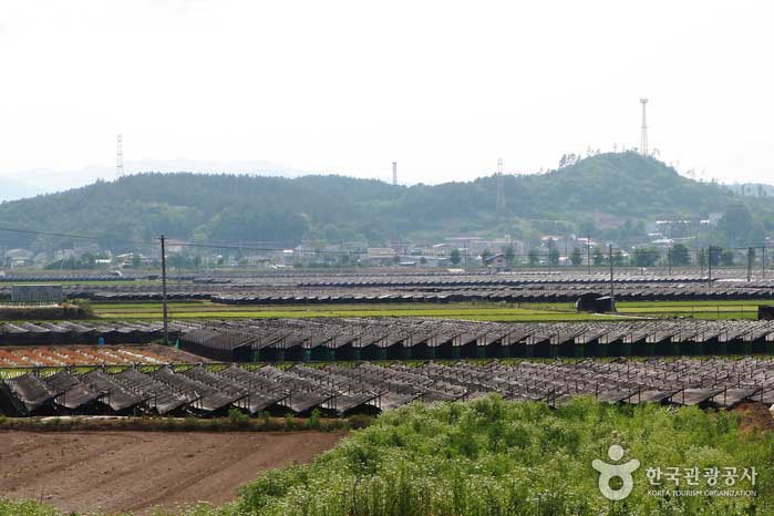 Ginsengfelder in ganz Geumsan - Geumsan-Kanone, Chungnam, Südkorea (https://codecorea.github.io)