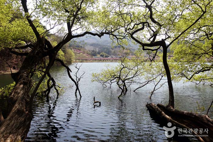在春日里，讓我們漫步於柳樹和光芒四射的花朵！ 班果寺 - 韓國慶北慶山