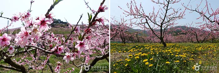 Champ de fleurs rayonnant en bordure de route de Seongsan-ro - Gyeongsan, Gyeongbuk, Corée du Sud (https://codecorea.github.io)