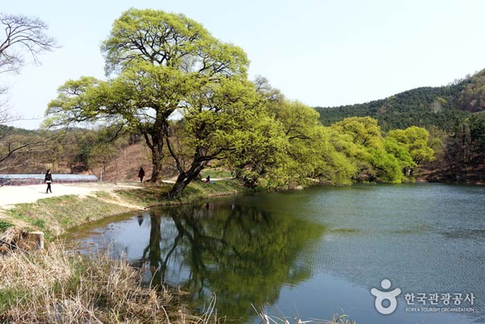 Causeway king willow in the northeast of Bangokji - Gyeongsan, Gyeongbuk, South Korea (https://codecorea.github.io)