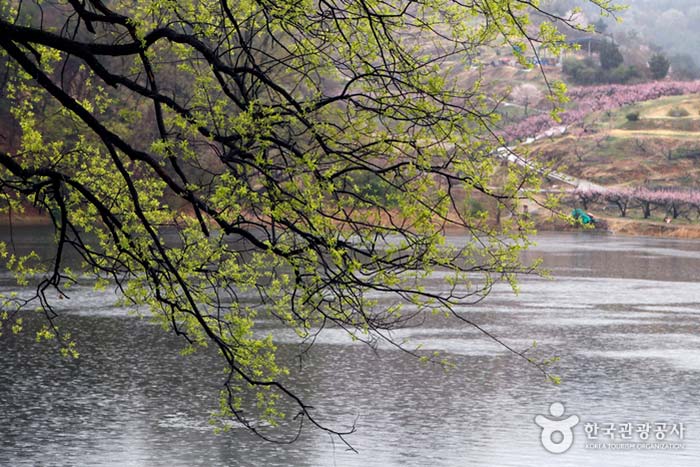 Пейзаж долины в дождливый день - Кёнсан, Кёнбук, Южная Корея (https://codecorea.github.io)