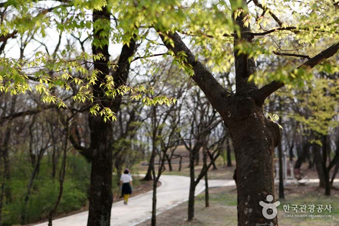 Monument Gyeongsangbuk-do n ° 123 Sentier forestier du compte Jain - Gyeongsan, Gyeongbuk, Corée du Sud (https://codecorea.github.io)